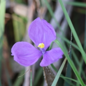 Patersonia sericea var. sericea at QPRC LGA - 19 Mar 2024