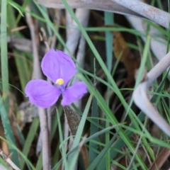 Patersonia sericea var. sericea at QPRC LGA - 19 Mar 2024