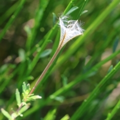 Epilobium billardiereanum subsp. cinereum (Hairy Willow Herb) at Mongarlowe, NSW - 19 Mar 2024 by LisaH