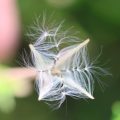 Epilobium billardiereanum subsp. cinereum at QPRC LGA - suppressed