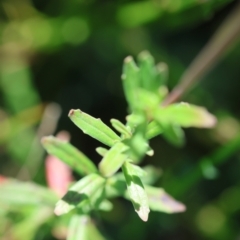 Epilobium billardiereanum subsp. cinereum at suppressed - 19 Mar 2024