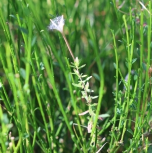 Epilobium billardiereanum subsp. cinereum at suppressed - 19 Mar 2024