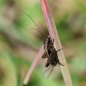 Bobilla sp. (genus) at QPRC LGA - suppressed