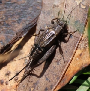 Bobilla sp. (genus) at QPRC LGA - 19 Mar 2024