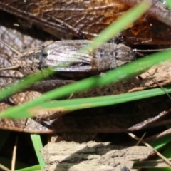 Bobilla sp. (genus) at QPRC LGA - 19 Mar 2024