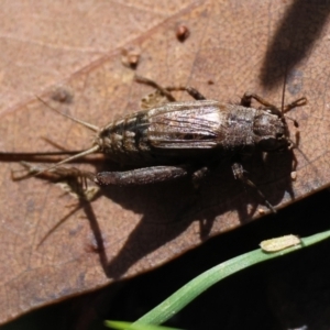 Bobilla sp. (genus) at QPRC LGA - 19 Mar 2024