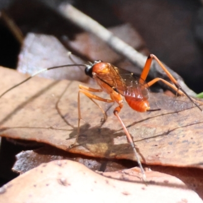 Unidentified Wasp (Hymenoptera, Apocrita) at Mongarlowe, NSW - 19 Mar 2024 by LisaH