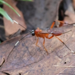 Stiromesostenus sp. (genus) at QPRC LGA - 19 Mar 2024