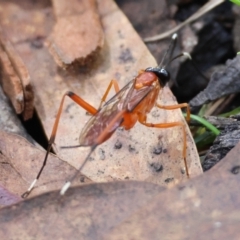 Stiromesostenus sp. (genus) at QPRC LGA - 19 Mar 2024