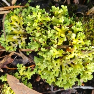 Cladia muelleri at Gungaderra Grasslands - 20 Mar 2024