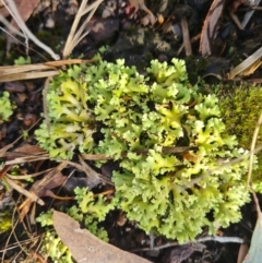 Cladia muelleri at Gungaderra Grasslands - 20 Mar 2024