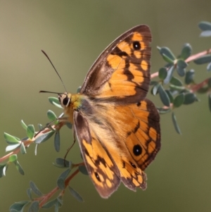 Heteronympha penelope at QPRC LGA - 19 Mar 2024