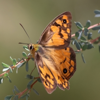 Heteronympha penelope (Shouldered Brown) at QPRC LGA - 19 Mar 2024 by LisaH