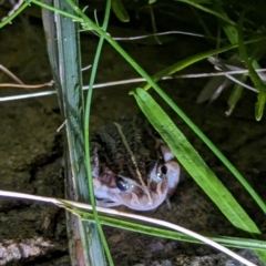 Limnodynastes peronii at Watson, ACT - 19 Mar 2024