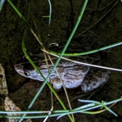 Limnodynastes peronii at Watson, ACT - 19 Mar 2024