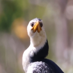 Microcarbo melanoleucos (Little Pied Cormorant) at Mongarlowe, NSW - 19 Mar 2024 by LisaH