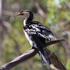 Microcarbo melanoleucos at QPRC LGA - 19 Mar 2024