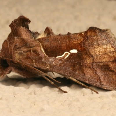 Unidentified Noctuoid moth (except Arctiinae) at Ainslie, ACT - 17 Mar 2024 by jb2602