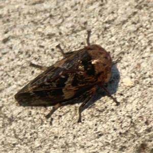 Eurypella tasmaniensis at Legacy Park Woodland Reserve - 20 Mar 2024