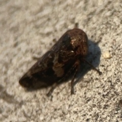 Eurypella tasmaniensis at Legacy Park Woodland Reserve - 20 Mar 2024