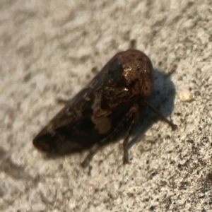 Eurypella tasmaniensis at Legacy Park Woodland Reserve - 20 Mar 2024 06:40 PM