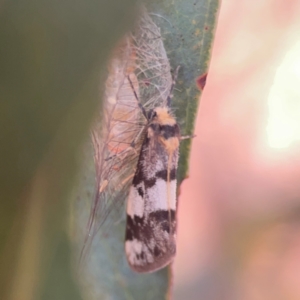 Anestia ombrophanes at Legacy Park Woodland Reserve - 20 Mar 2024