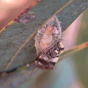 Anestia ombrophanes at Legacy Park Woodland Reserve - 20 Mar 2024