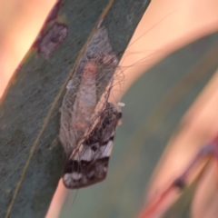 Anestia ombrophanes at Legacy Park Woodland Reserve - 20 Mar 2024