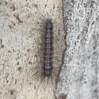 Anestia (genus) (A tiger moth) at Campbell, ACT - 20 Mar 2024 by Hejor1