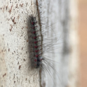 Anestia (genus) at Campbell, ACT - 20 Mar 2024 06:16 PM