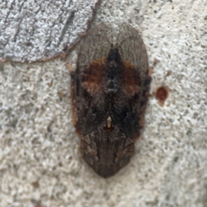 Stenocotis depressa at Legacy Park Woodland Reserve - 20 Mar 2024 06:14 PM