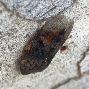 Stenocotis depressa at Legacy Park Woodland Reserve - 20 Mar 2024 06:14 PM