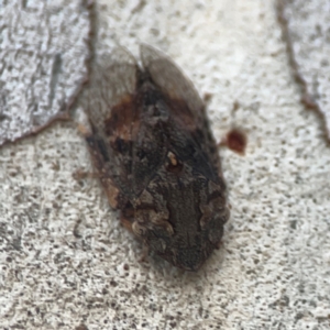 Stenocotis depressa at Legacy Park Woodland Reserve - 20 Mar 2024 06:14 PM