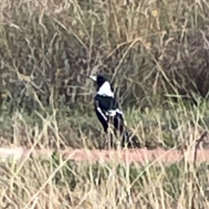 Gymnorhina tibicen at Legacy Park Woodland Reserve - 20 Mar 2024 06:13 PM