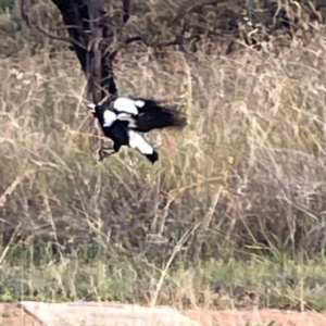 Gymnorhina tibicen at Legacy Park Woodland Reserve - 20 Mar 2024 06:13 PM