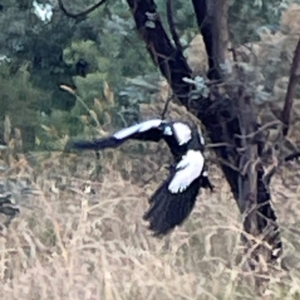 Gymnorhina tibicen at Legacy Park Woodland Reserve - 20 Mar 2024 06:13 PM