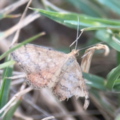 Scopula rubraria (Reddish Wave, Plantain Moth) at Legacy Park Woodland Reserve - 20 Mar 2024 by Hejor1