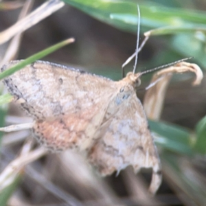 Scopula rubraria at Legacy Park Woodland Reserve - 20 Mar 2024