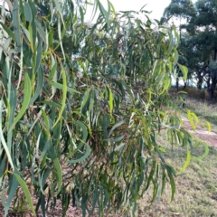 Eucalyptus mannifera at Legacy Park Woodland Reserve - 20 Mar 2024