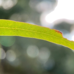 Eucalyptus mannifera at Legacy Park Woodland Reserve - 20 Mar 2024 06:11 PM