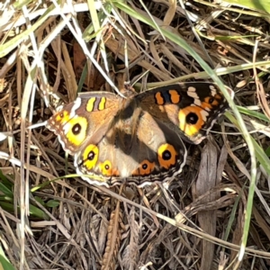 Junonia villida at Legacy Park Woodland Reserve - 20 Mar 2024 06:06 PM