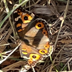 Junonia villida at Legacy Park Woodland Reserve - 20 Mar 2024 06:06 PM