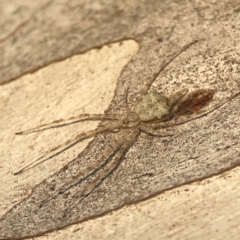 Tamopsis eucalypti (A two-tailed spider) at Campbell, ACT - 20 Mar 2024 by Hejor1