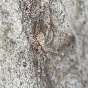 Tamopsis eucalypti at Campbell, ACT - 20 Mar 2024 06:17 PM