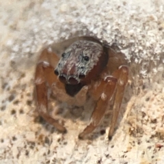 Arasia mollicoma (Flat-white Jumping Spider) at Legacy Park Woodland Reserve - 20 Mar 2024 by Hejor1