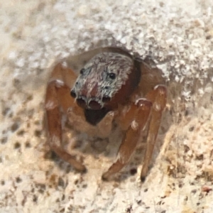 Arasia mollicoma at Legacy Park Woodland Reserve - 20 Mar 2024