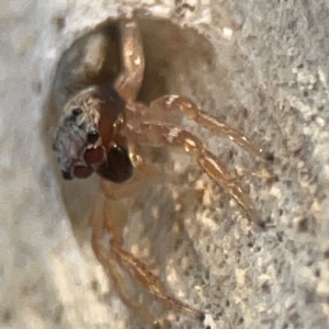 Arasia mollicoma at Legacy Park Woodland Reserve - 20 Mar 2024 06:32 PM