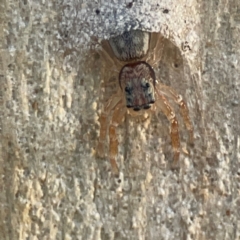 Arasia mollicoma at Legacy Park Woodland Reserve - 20 Mar 2024 06:32 PM