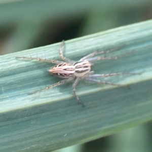 Oxyopes sp. (genus) at Legacy Park Woodland Reserve - 20 Mar 2024 04:13 PM