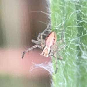 Oxyopes sp. (genus) at Legacy Park Woodland Reserve - 20 Mar 2024 04:13 PM